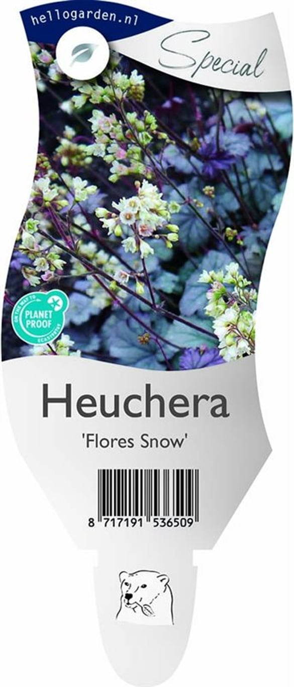Heuchera 'Flores Snow' - P11